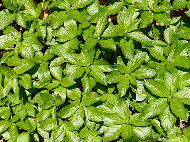植物冠層土壤分析儀可用于各種高度植物冠層的研究
