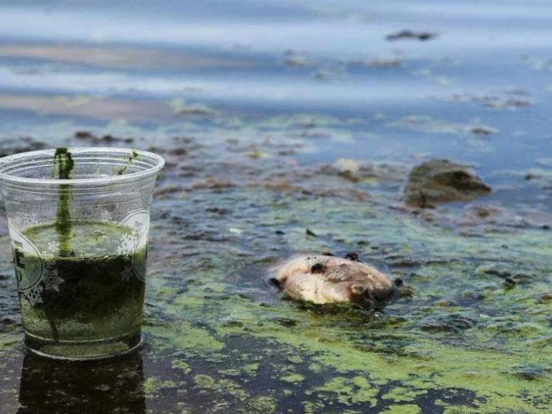 水質(zhì)生物毒性檢測(cè)儀可以測(cè)定工業(yè)排放污水嗎？