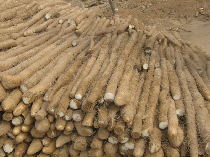 土壤養(yǎng)分檢測儀可輔助山藥種植 土壤養(yǎng)分檢測儀可輔助山藥種植