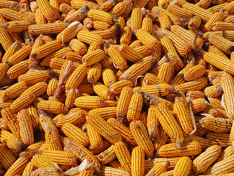 怎么判斷玉米有沒有黃曲霉毒素？