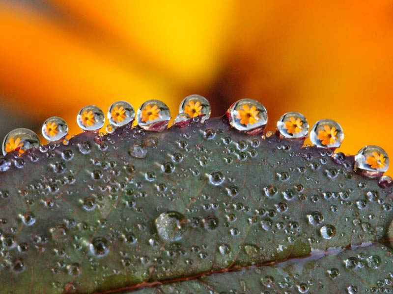 水質(zhì)生物毒性檢測(cè)標(biāo)準(zhǔn)(