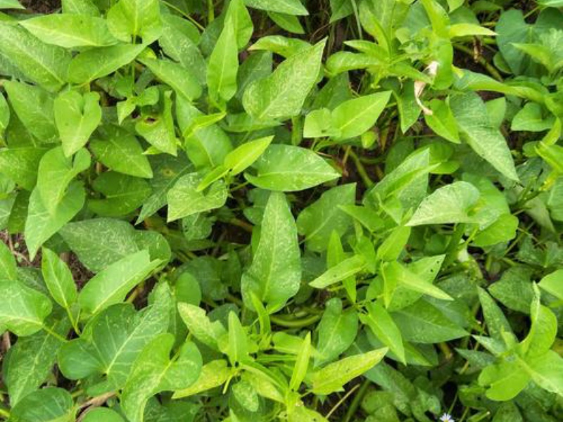 淺析四種葉綠素測定方法 淺析四種葉綠素測定方法