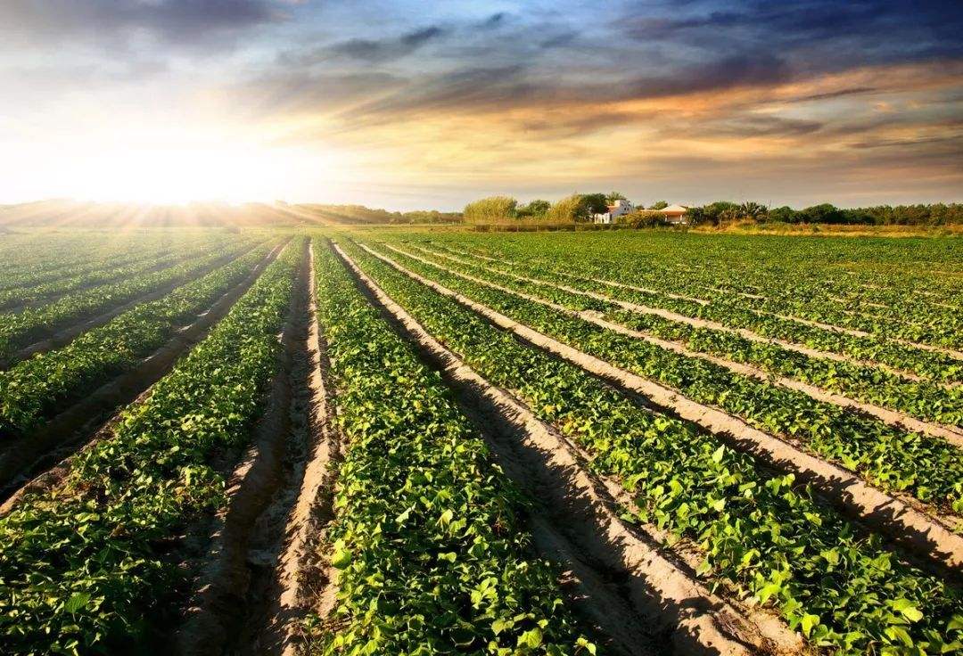 土壤肥料快速測(cè)試儀 土壤肥料快速測(cè)試儀