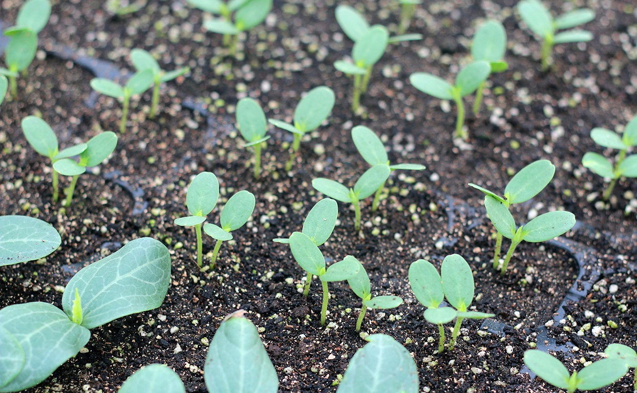 土壤肥料檢測(cè)儀 土壤肥料檢測(cè)儀