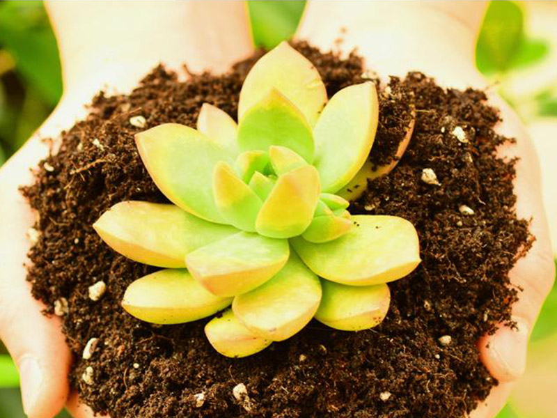 植物營(yíng)養(yǎng)測(cè)定儀的重要性 6.jpg