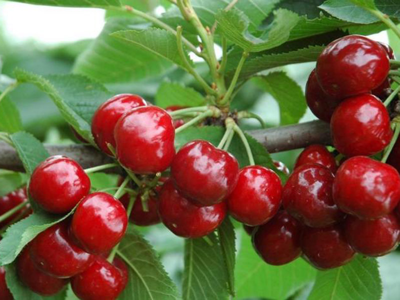 農(nóng)藥殘留速測儀促進(jìn)食品安全