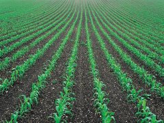 土壤墑情監(jiān)測儀，為實現(xiàn)節(jié)水增糧奠定基礎(chǔ)