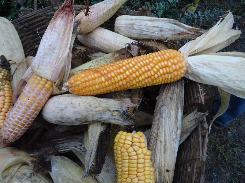 真菌毒素快速檢測儀快速、準(zhǔn)確定量檢測